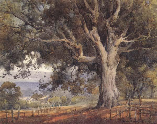 Oak Tree, unknow artist